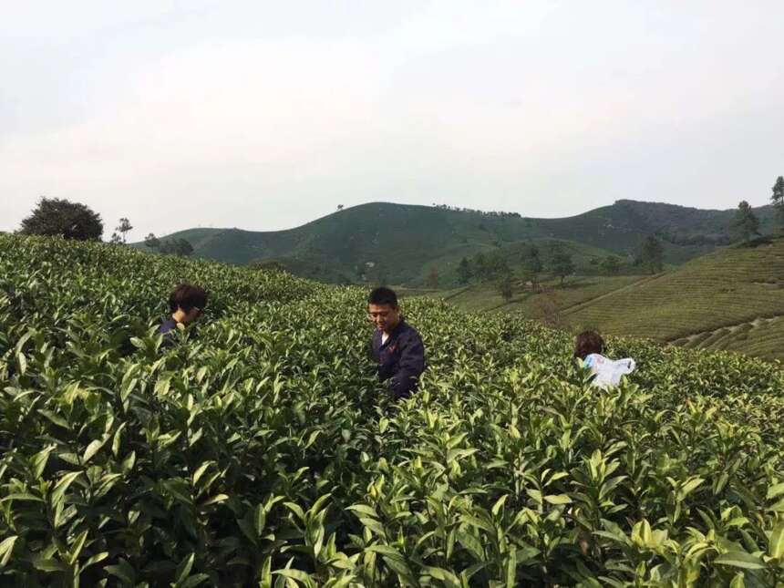 好山好水出好茶 龙王山牌安吉白茶开园上市