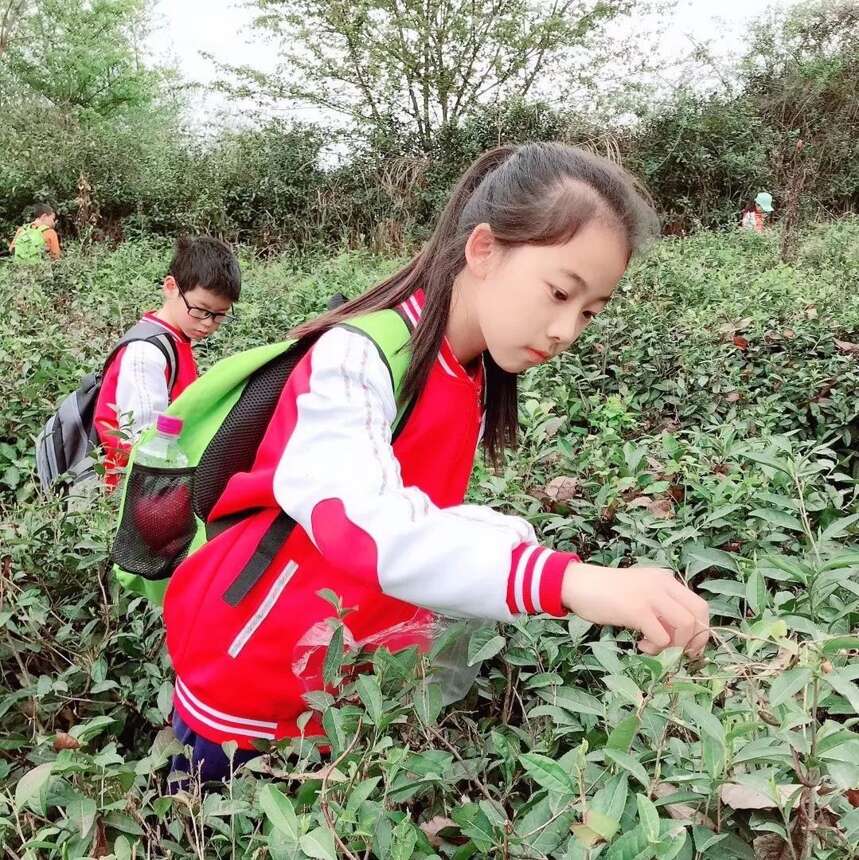 茶旅研学 | 茗润春茶业带您走进大自然