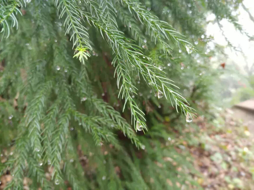 宽和美文｜雨天