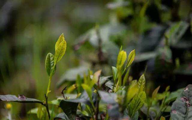 “雅安黄茶”您了解多少