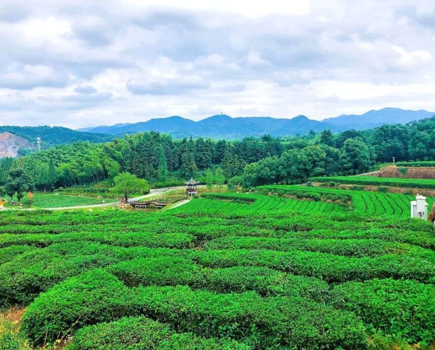 祝贺舒城县荣获“茶乡旅游精品线路深度合作地区”称号