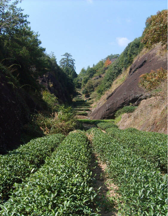 寄情于乡土80后的“茶叶梦”