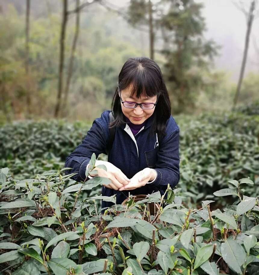 2019茶旅世界 | 四川雅安茶山游学