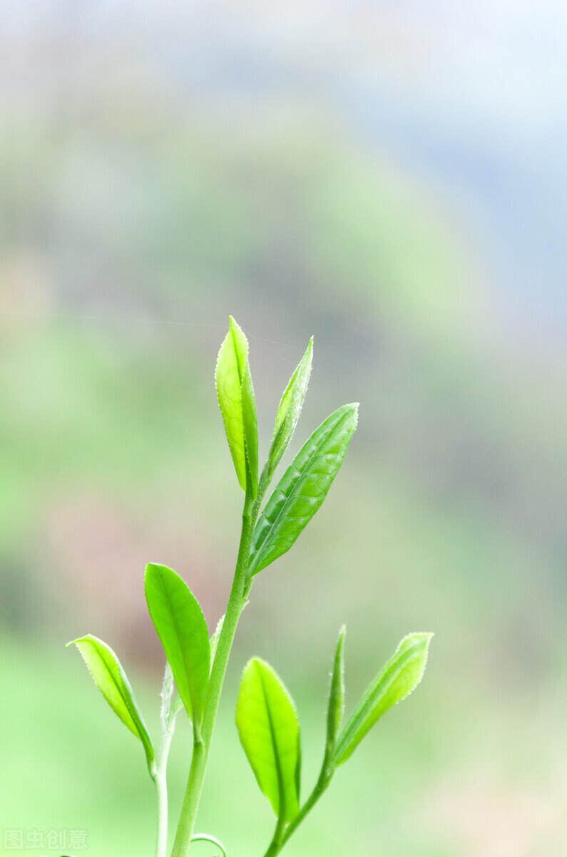 每一杯茶，都是一个人的情怀