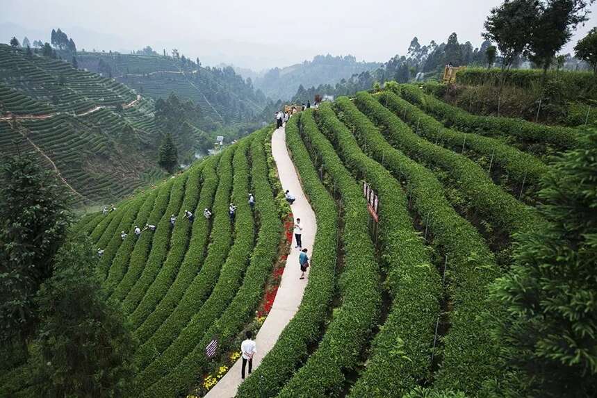 历代知州知县与茶 | 徐元禧与蒙顶山茶