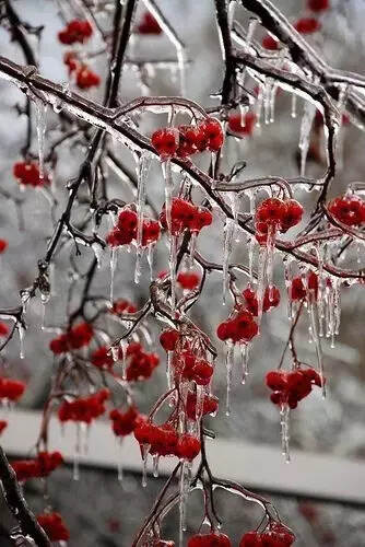 难得一见的雪中花，美到心醉！