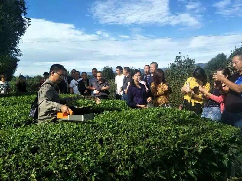 茶都名山：2018，我不负五朵金花之名！