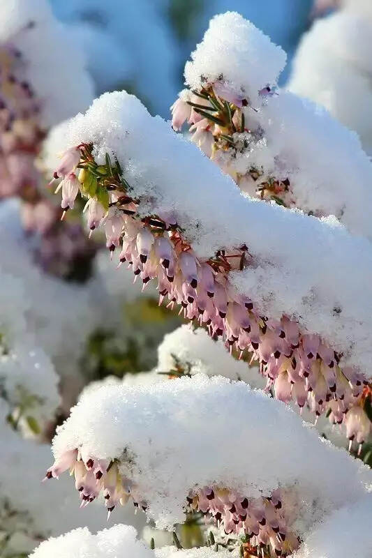 难得一见的雪中花，美到心醉！