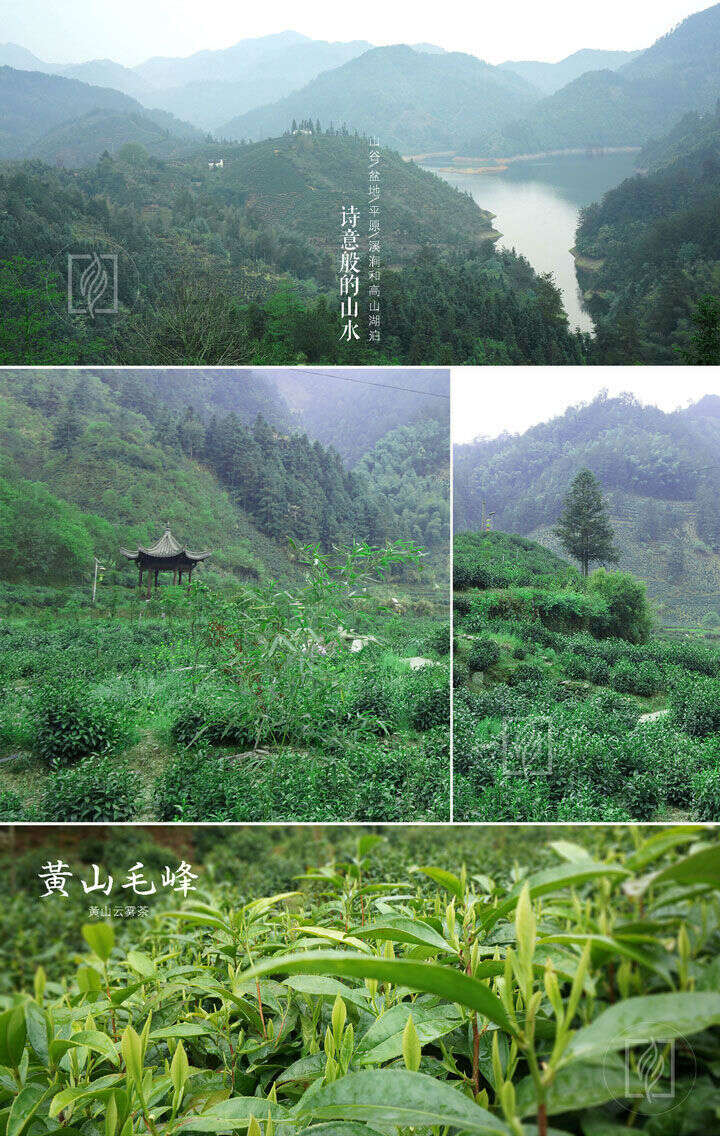 春茶丨机制茶的宿命，黄山毛峰