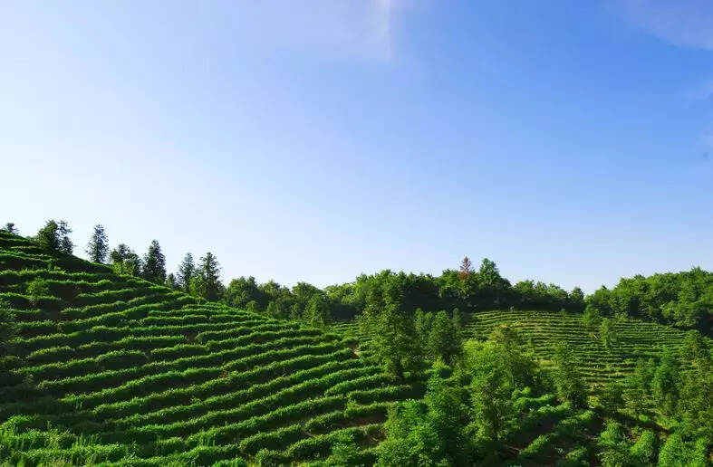 山美水美 茶乡岳西