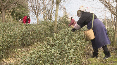 央视关注丨雅安：落实防疫措施 保驾春茶采摘