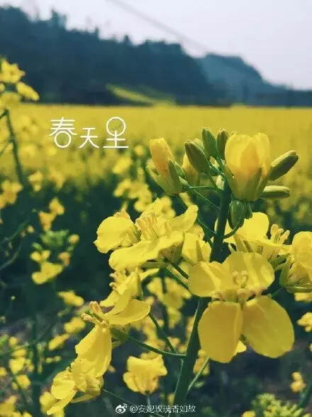 在各位眼中“春”是什么颜色呢？