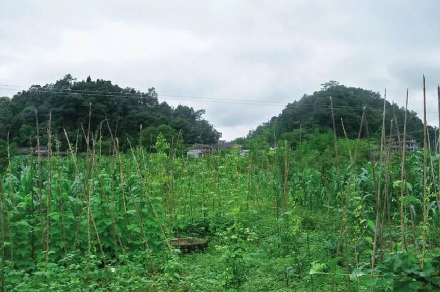 雅安上里古镇：上里风光在水滨，绿荫层裹滤埃尘