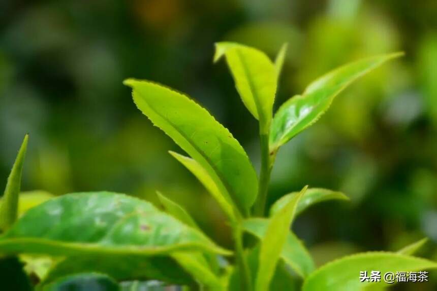 大郭说茶丨101.熟茶风味地图之西双版纳