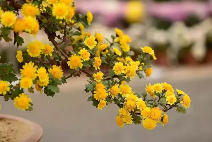 九九重阳节，浓浓敬老情