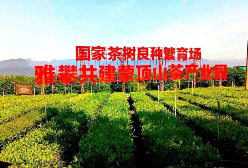 茶都名山：2018，我不负五朵金花之名！