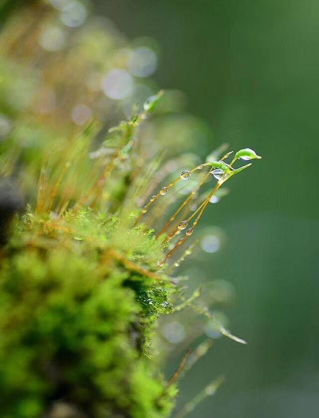 清明之后是晴天