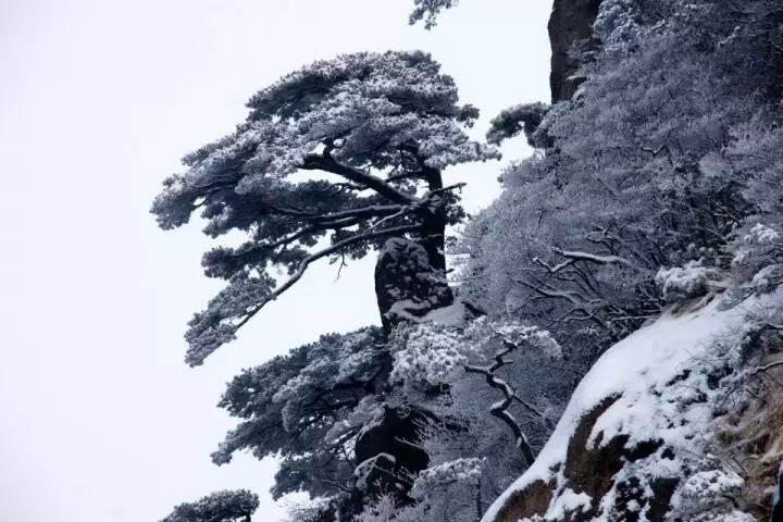 雪后的黄山，犹如仙境，美轮美奂！