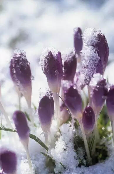 难得一见的雪中花，美到心醉！