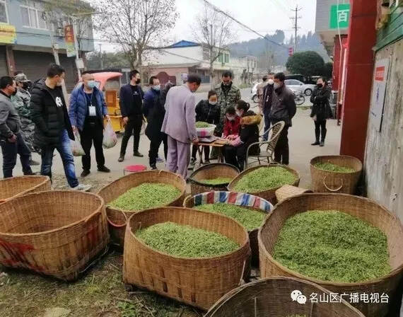 央视关注丨雅安：落实防疫措施 保驾春茶采摘