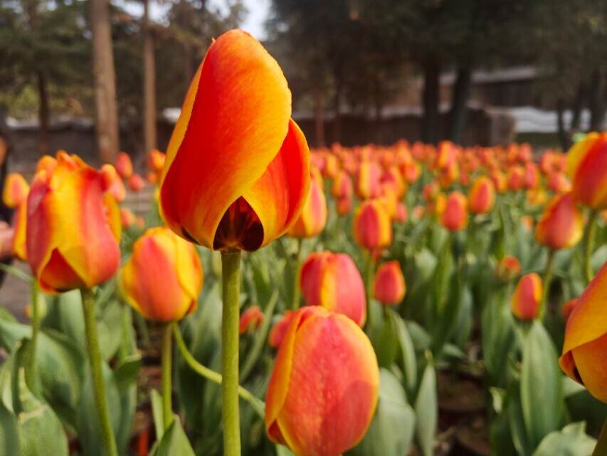 若到春天，芳菲自来