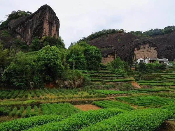 秋意略浓，武夷岩茶正当时