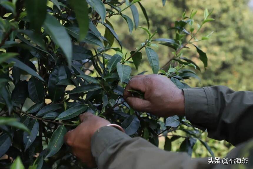 福海讲堂 | 春茶的采摘季节