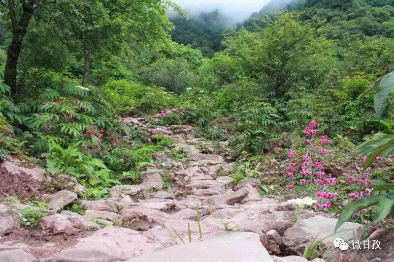 重走华林坪茶马古道，偶遇“爱丽丝梦游仙境”｜遇见康巴