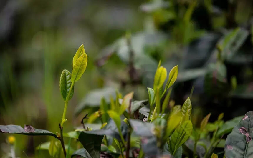 雅安黄茶的历史简述