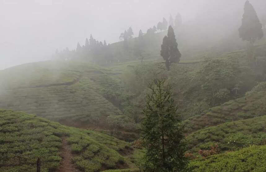 五月来逛茶博会，品一杯尼泊尔高山茶