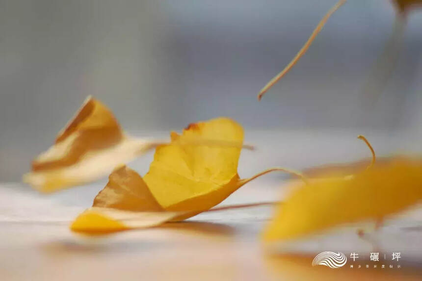 牛碾坪风物志｜秋末之景似春华