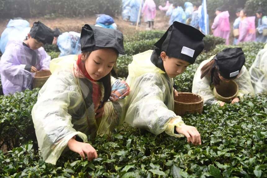 茶旅世界 | 500多名小朋友齐聚蒙顶山，到底干个啥？