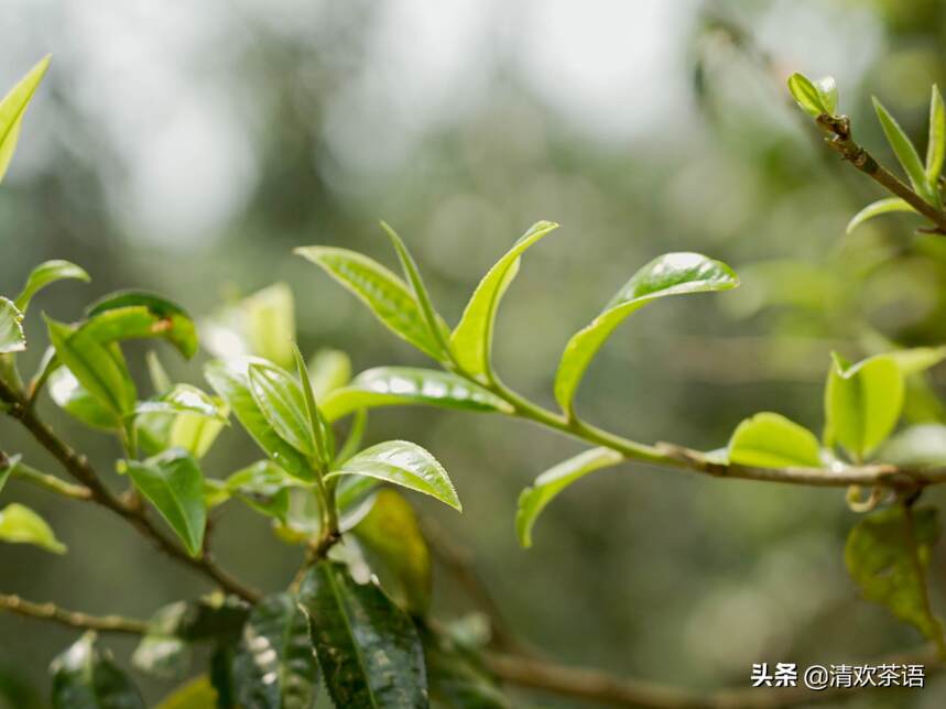 「春访茗山 寻味江湖」茗山兵器谱之“天机棒”—“霸主”布朗山