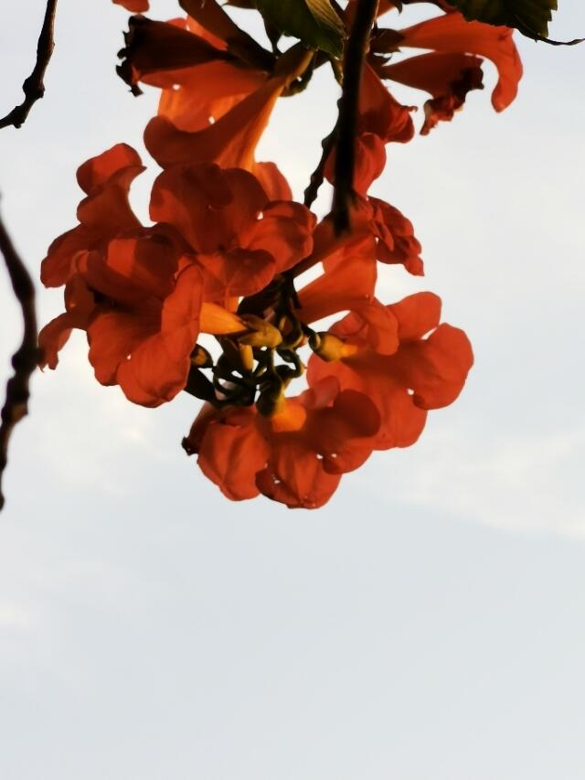 飘逸的凌霄花