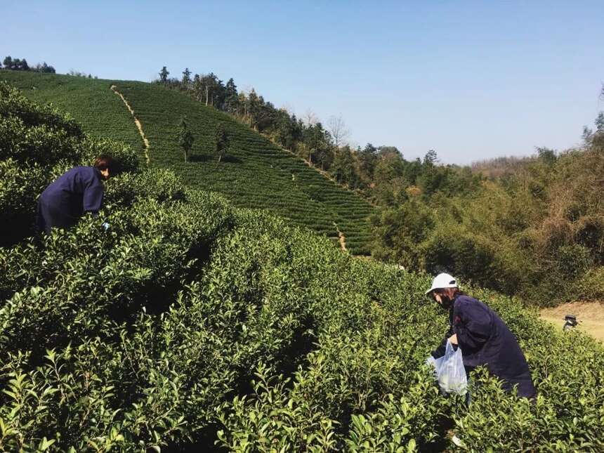 好山好水出好茶 龙王山牌安吉白茶开园上市