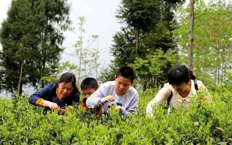 北川第七届中国羌茶节即将开幕，川茶名镇擂鼓镇等您寻山问茶