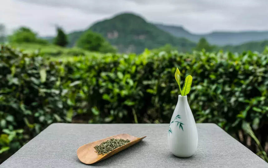 名山｜一座被茶滋润的城