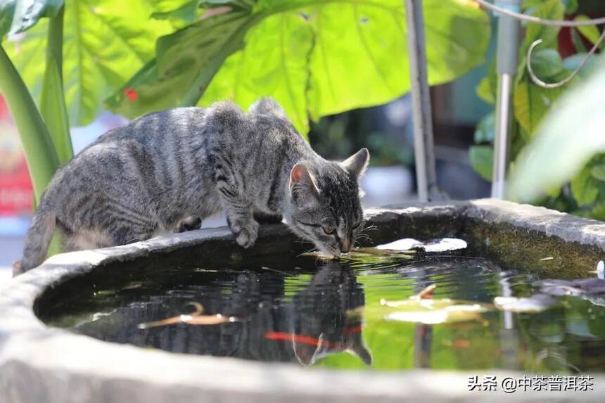 「这次我好像喝明白了」“佳茗送福，吉虎送春”新春主题茶会昆明