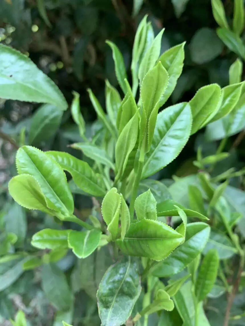 素问黄茶 | 邓小艳：上下求索的黄茶娘子