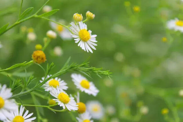 愿余生有一个院子，慢慢喝茶，慢慢变老……