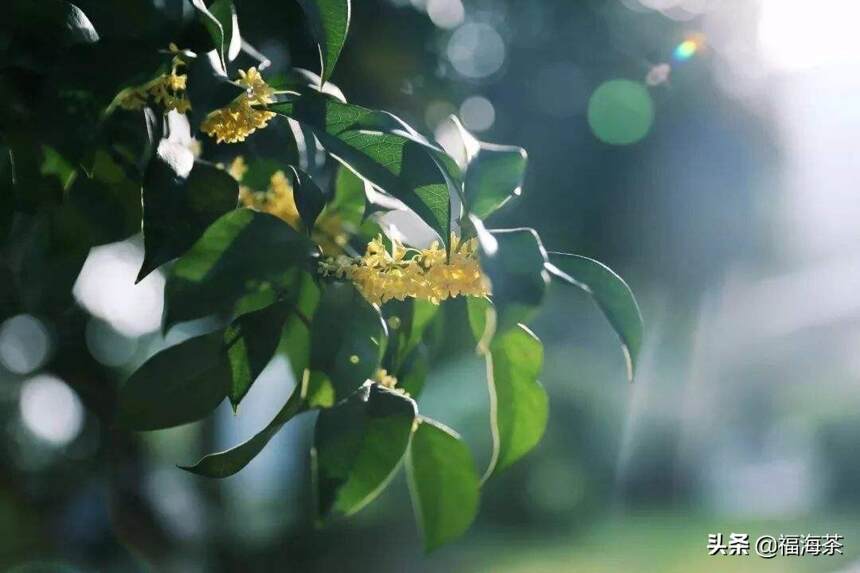 二十四节气 · 夏至茶会 | 一掬清泉自点茶