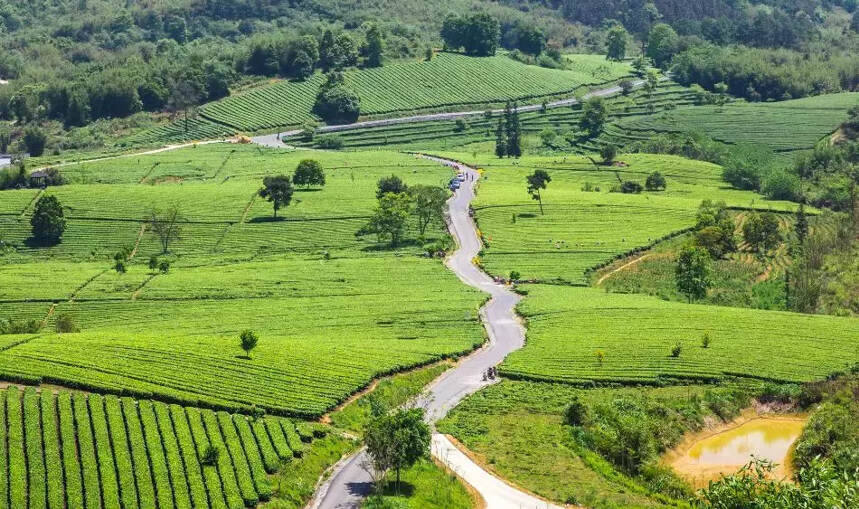 山环水润 茶乡英德