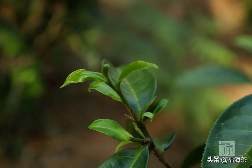 大郭说茶丨83.班章有机茶上的“大白菜”标是怎么得来的