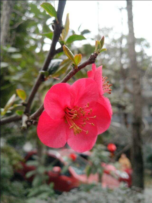 四川长壶茶艺首次上春晚的庆祝会在徐公茶文化研究所举行