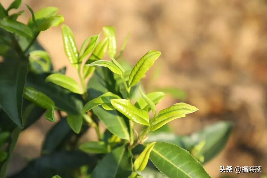 大郭说茶丨110.聊聊春茶的“鲜”