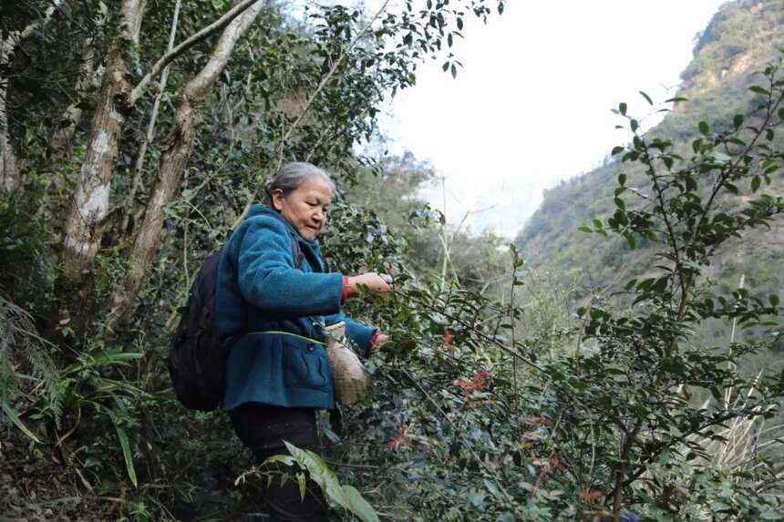 唐王寨江子崖野生茶记