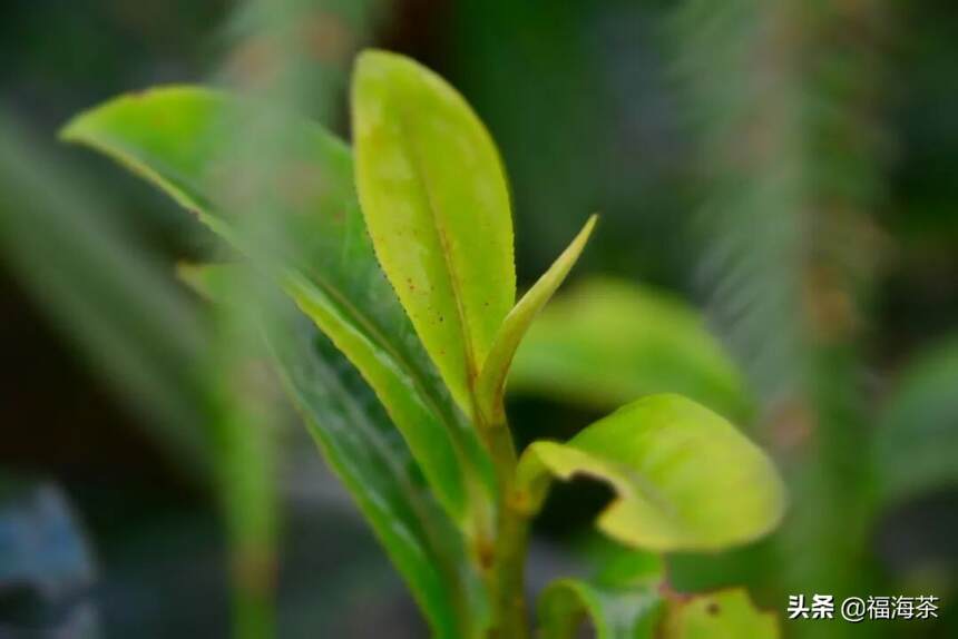 大郭说茶丨73.春茶为何让人如此着迷