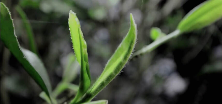 这杯茶膏沁润的不止是甘甜，更是价逾黄金的名家收藏