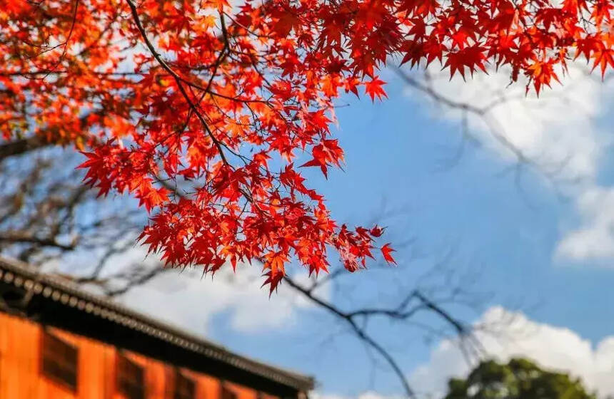 秋叶那么美，谁还看花……