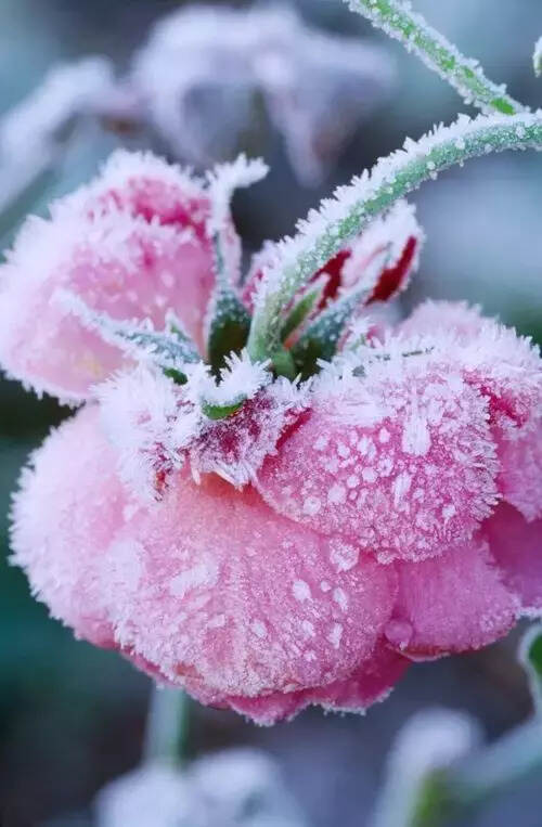 难得一见的雪中花，美到心醉！